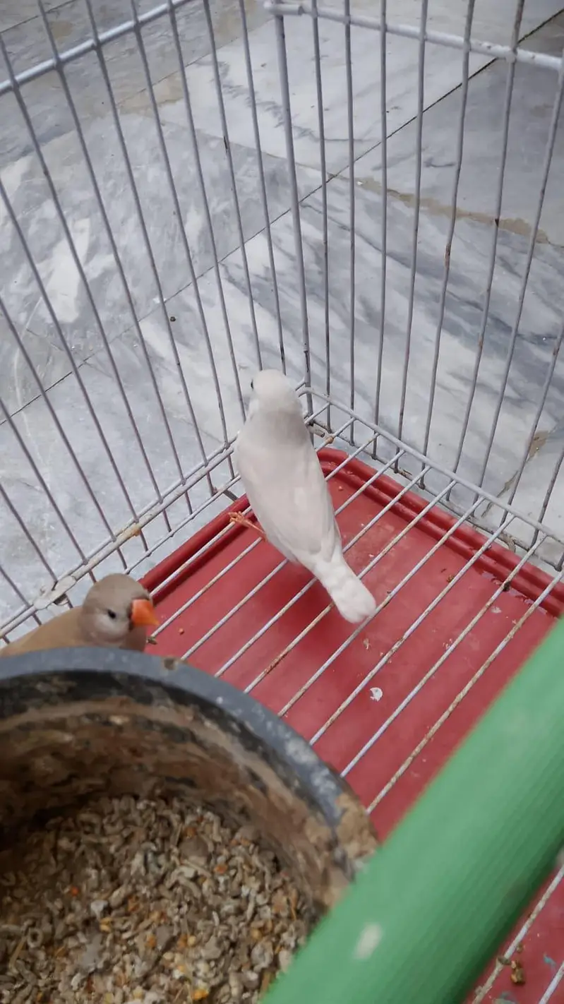 Beautiful  Pairs of love birds, finches and doves with Cages — photo 4