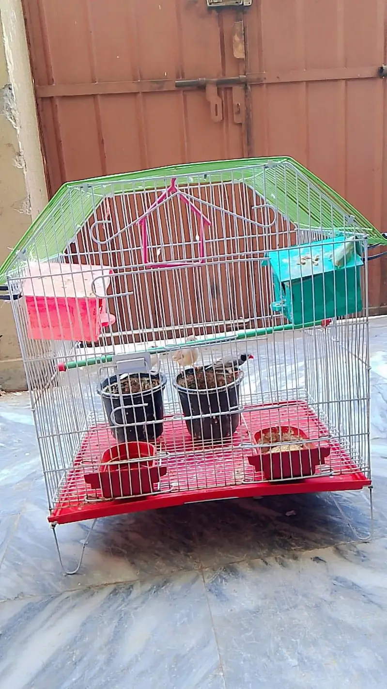 Beautiful  Pairs of love birds, finches and doves with Cages — photo 5