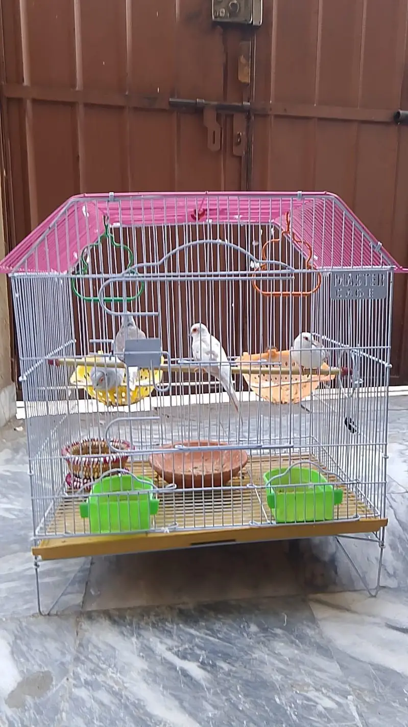 Beautiful  Pairs of love birds, finches and doves with Cages — photo 6
