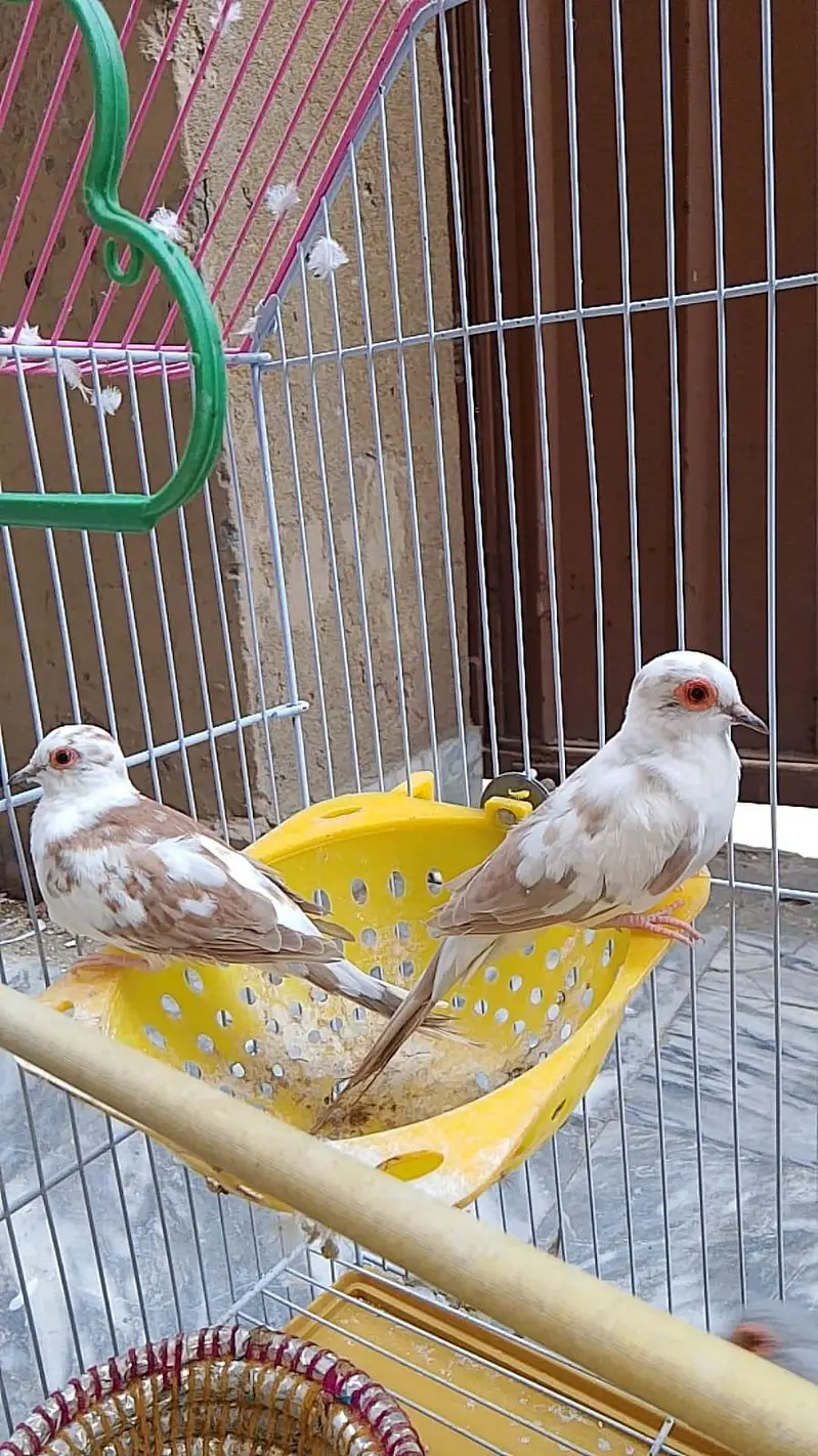 Beautiful  Pairs of love birds, finches and doves with Cages — photo 7