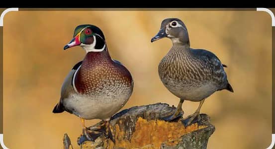 desi ducks egg laying