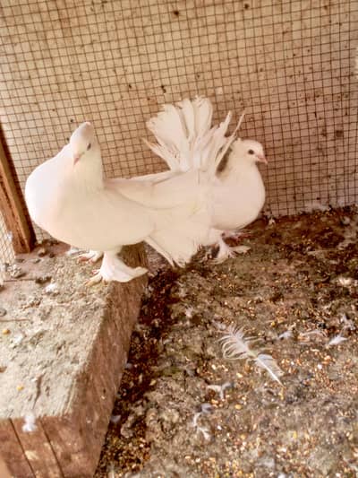 pigeon pair ,lakky ,kabootar