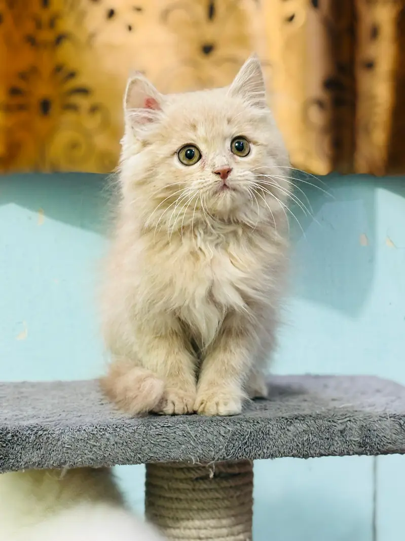 top quality/kitten|Punch face Kittens|persian cat|cute|tripple|fluffy — photo 3