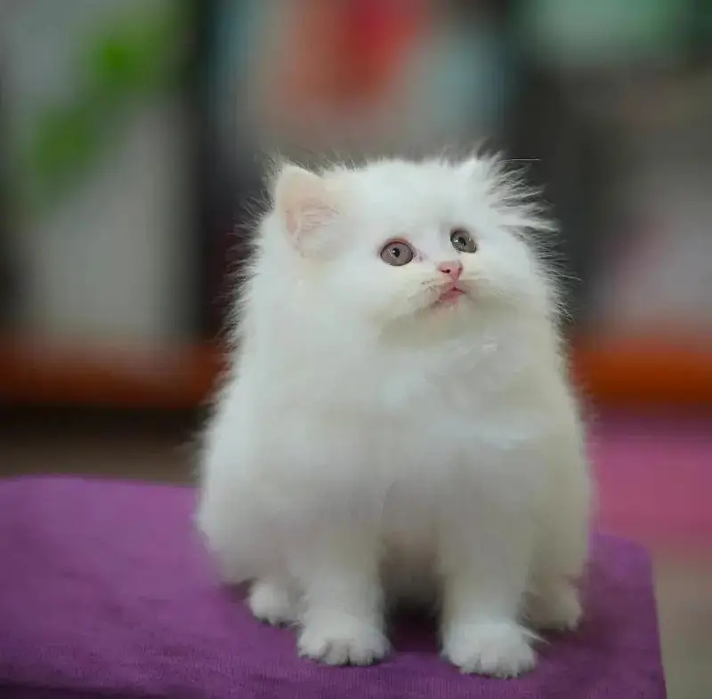 top quality/kitten|Punch face Kittens|persian cat|cute|tripple|fluffy — photo 4
