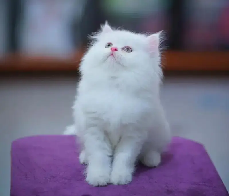 top quality/kitten|Punch face Kittens|persian cat|cute|tripple|fluffy — photo 6