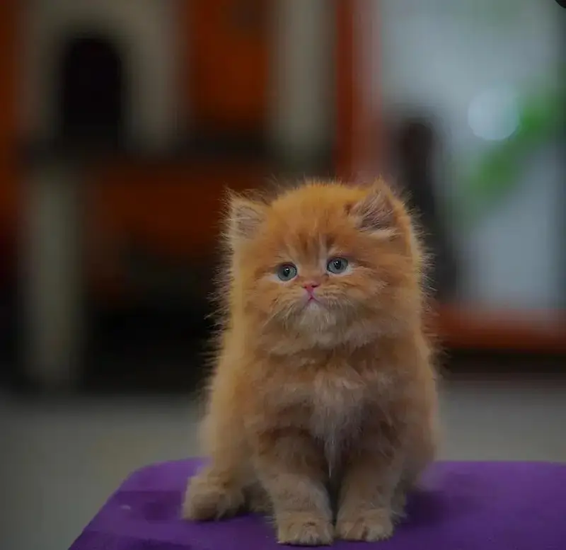 top quality/kitten|Punch face Kittens|persian cat|cute|tripple|fluffy — photo 7