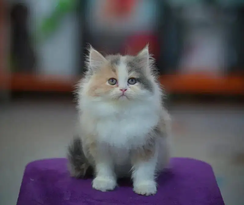 top quality/kitten|Punch face Kittens|persian cat|cute|tripple|fluffy — photo 8