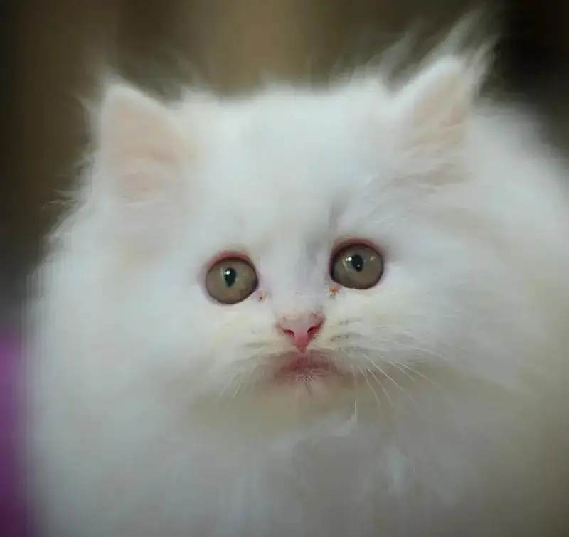 top quality/kitten|Punch face Kittens|persian cat|cute|tripple|fluffy — photo 9