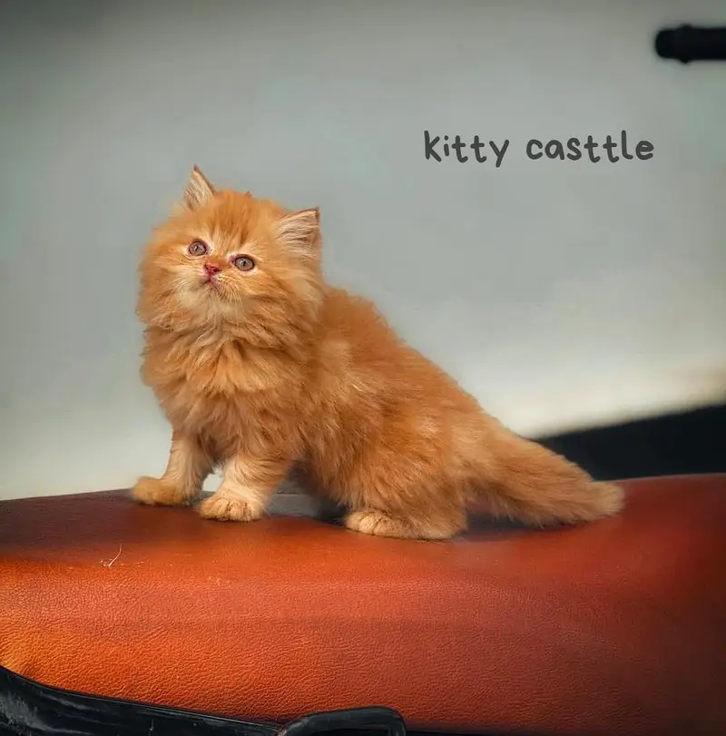 top quality/kitten|Punch face Kittens|persian cat|cute|tripple|fluffy — photo 12
