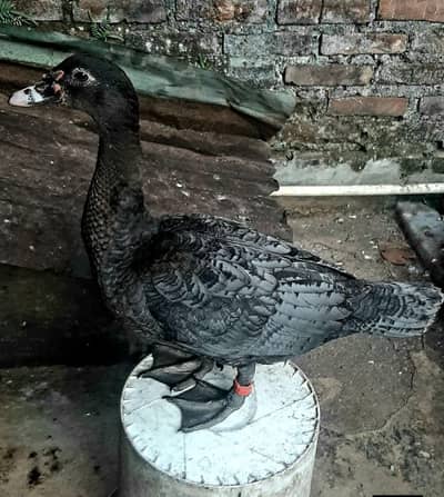 desi ducks egg laying rate final 1400