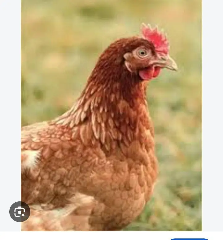hen for sale 3000