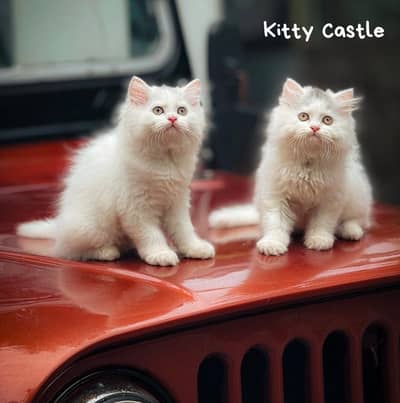 top quality/kitten|Punch face Kittens|persian cat|cute|tripple|fluffy