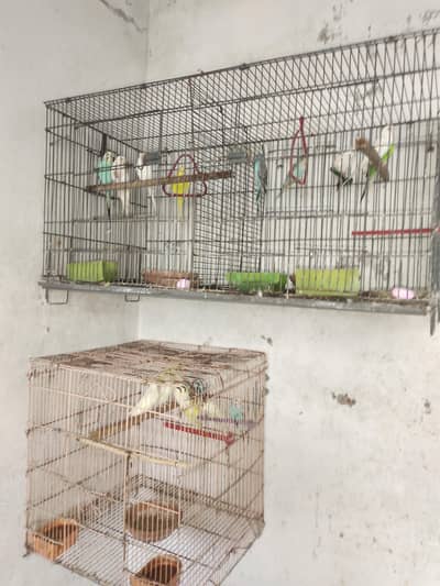 10 PAIRS BREEDER AUSTRALIAN RED EYES AND BUDGIES MIX