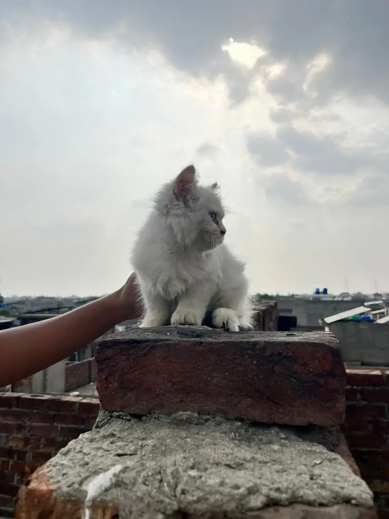 Piki /Peki / peke/ punch / stud male — photo 3
