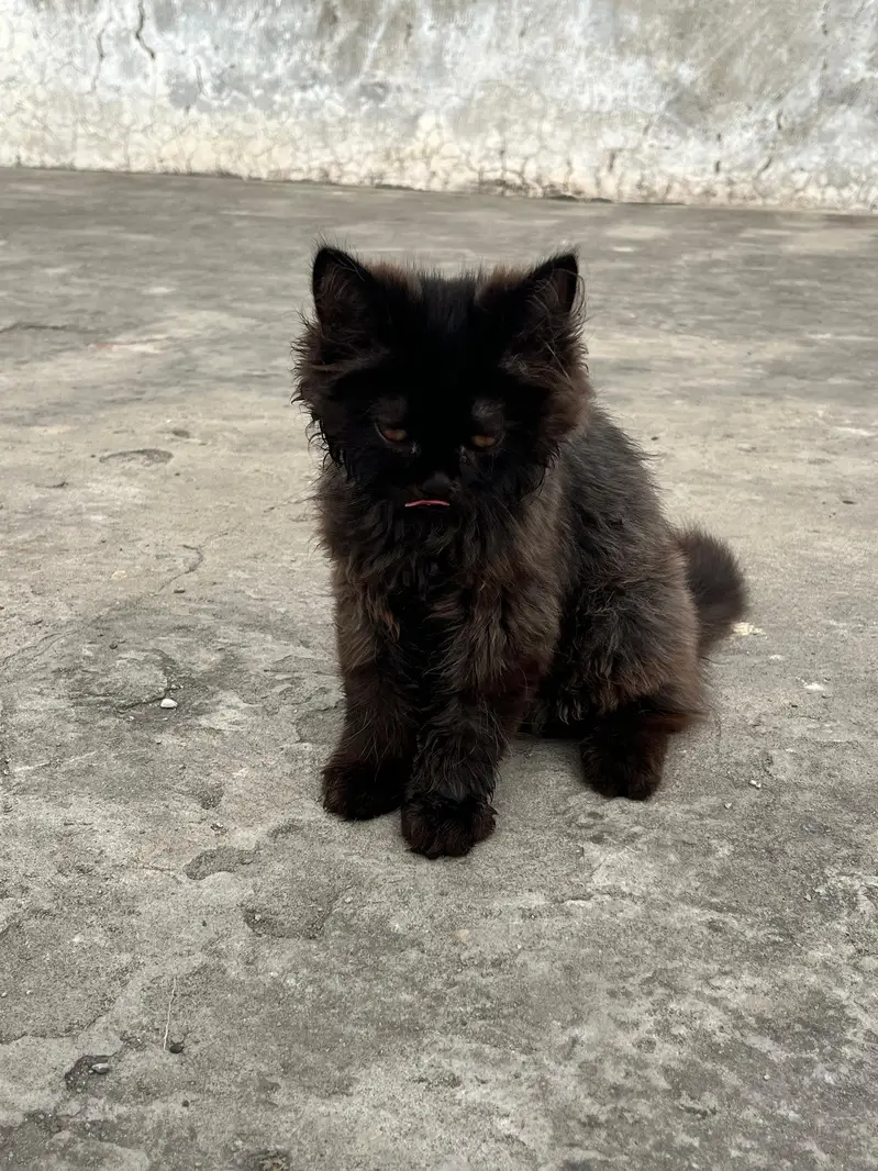 Piki /Peki / peke/ punch / stud male — photo 4