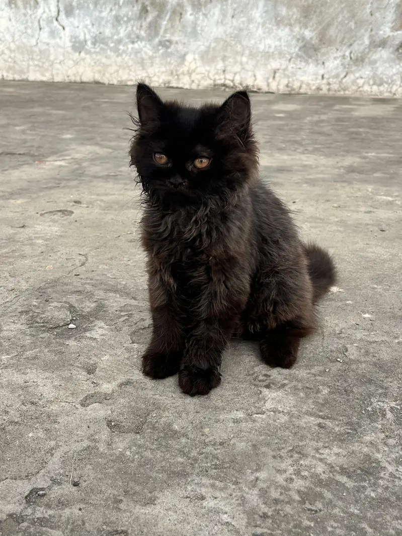 Piki /Peki / peke/ punch / stud male — photo 5