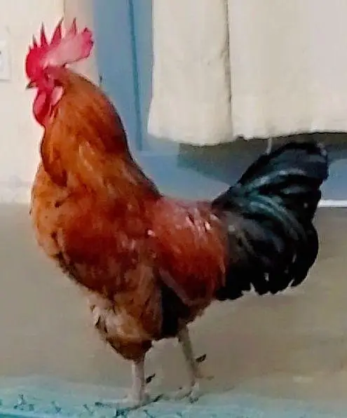 polish hen