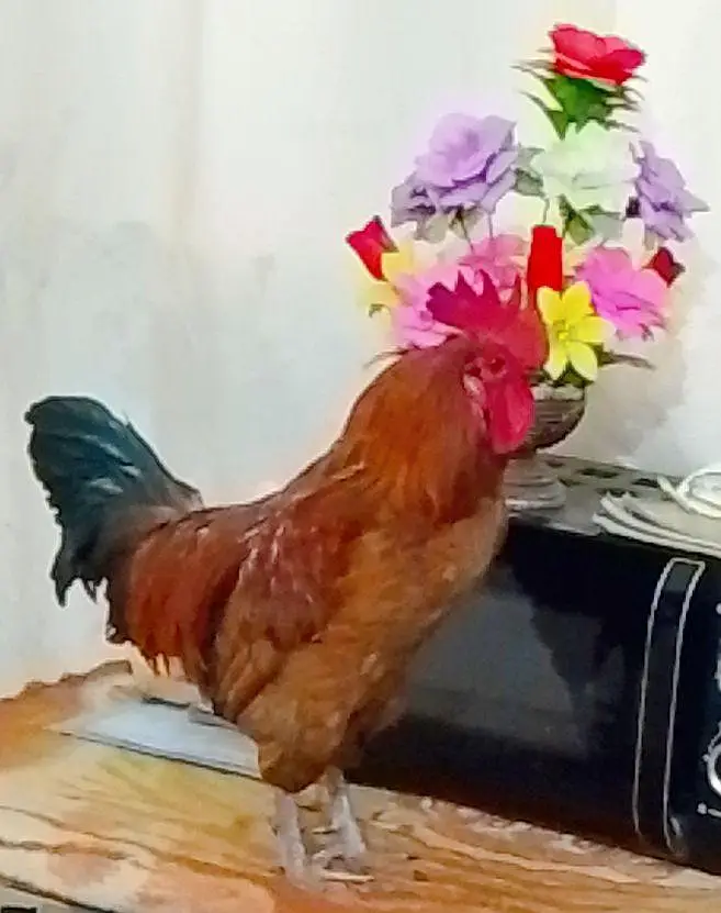 polish hen — photo 2