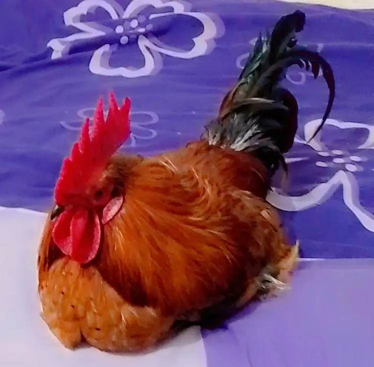 polish hen — photo 3