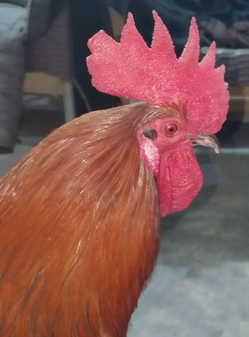 polish hen — photo 4