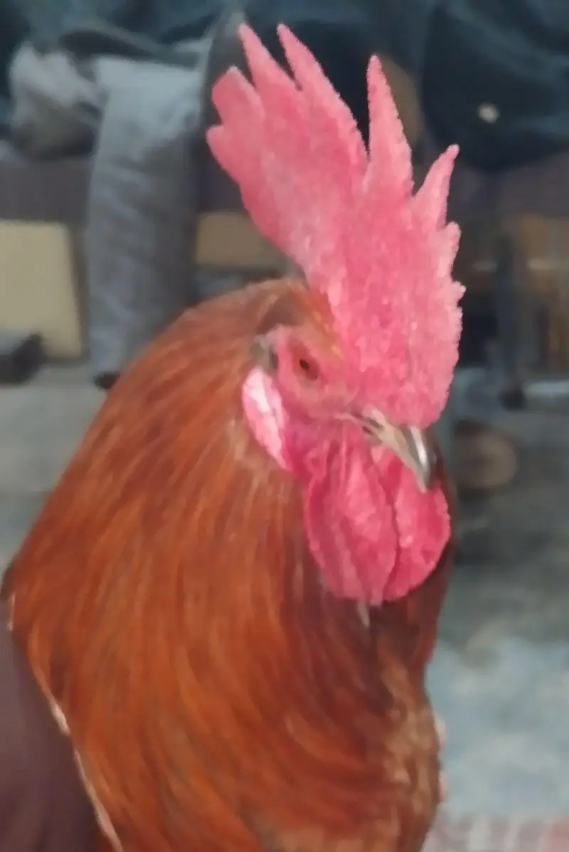 polish hen — photo 5
