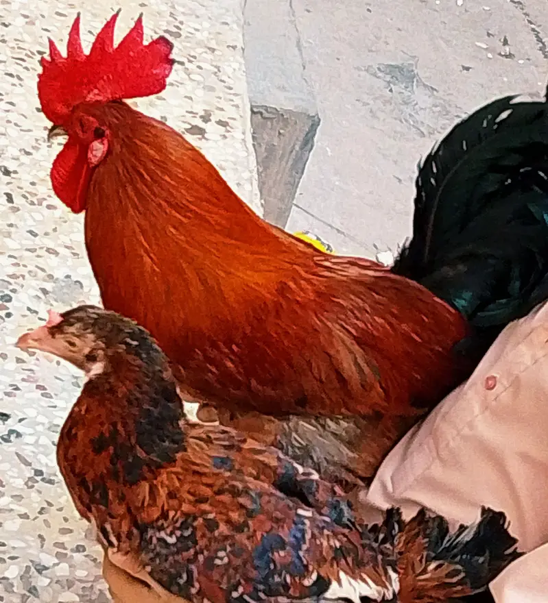 polish hen — photo 6