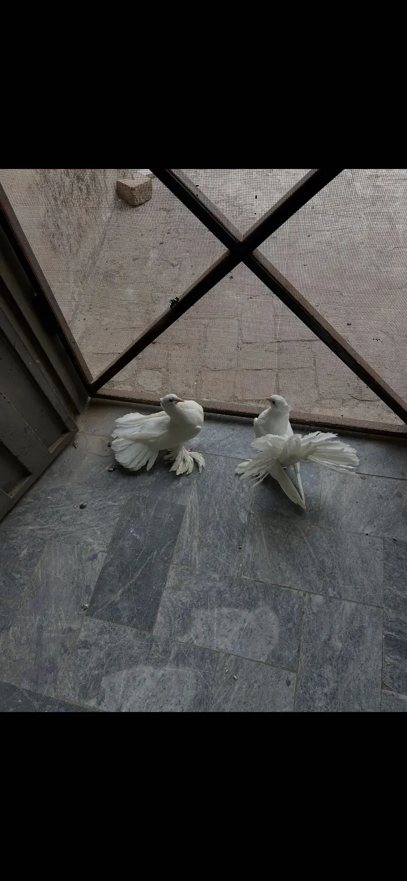 english fantail — photo 3