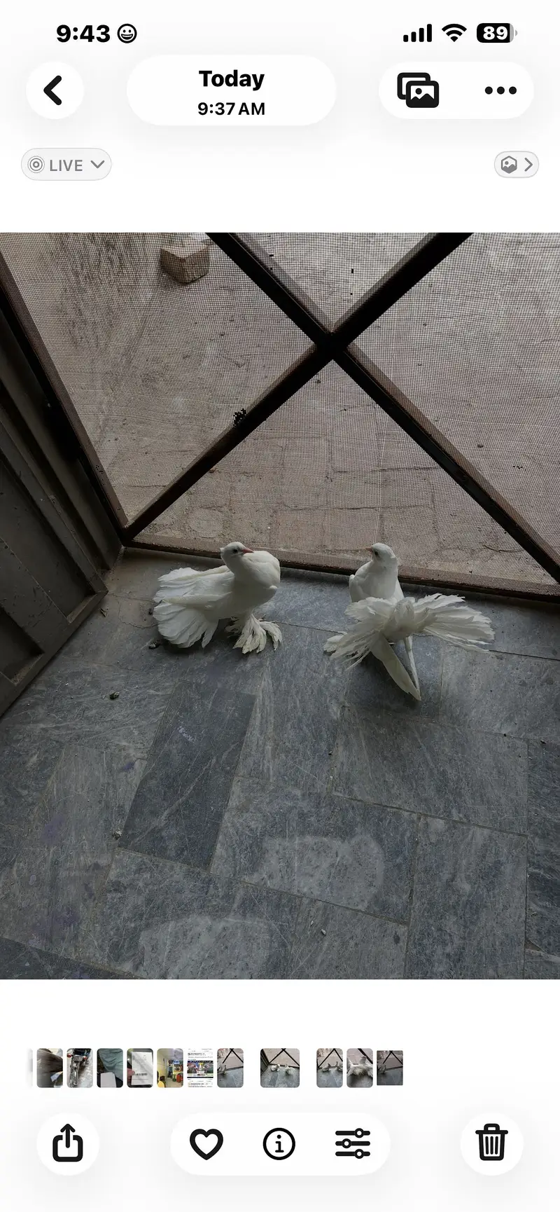 english fantail — photo 4