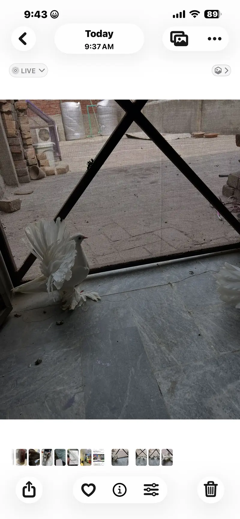 english fantail — photo 5