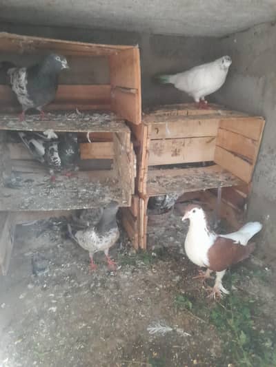 I am salling ma many pigeon WhatsApp 03193750752