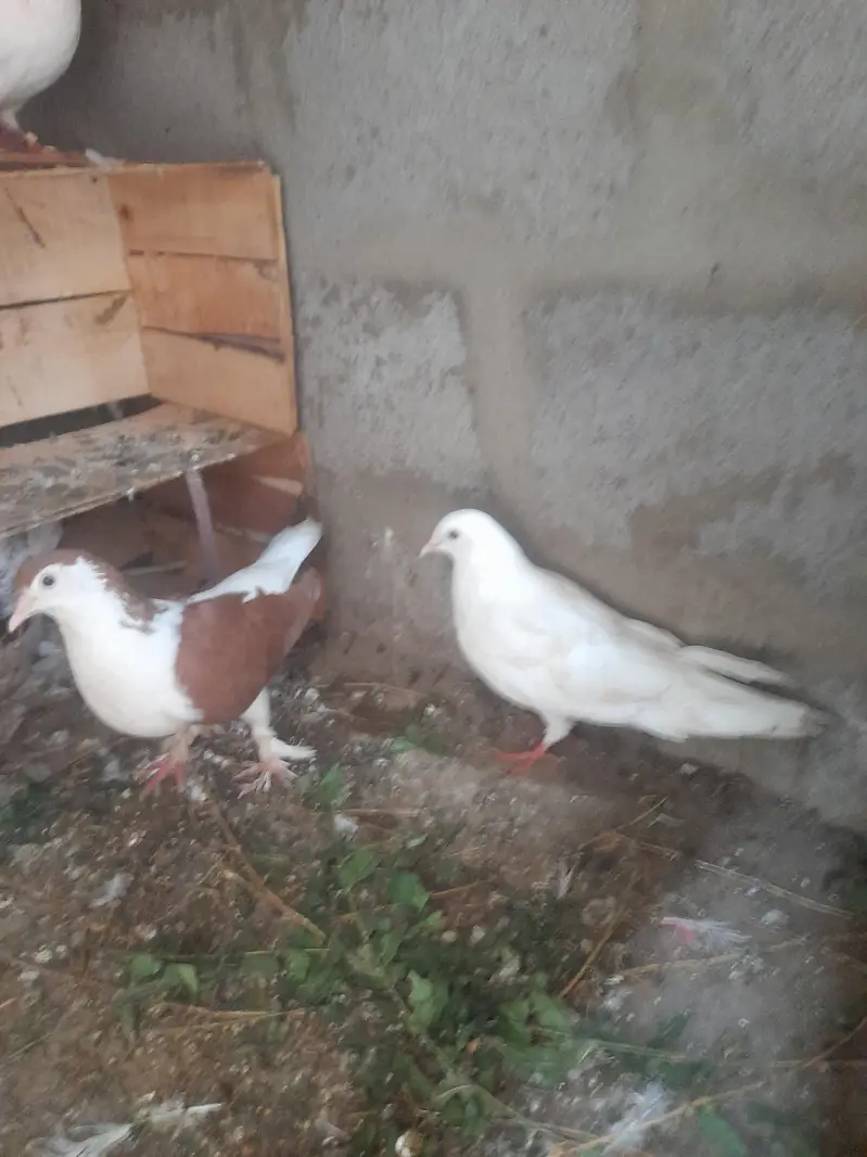 I am salling ma many pigeon WhatsApp 03193750752 — photo 2