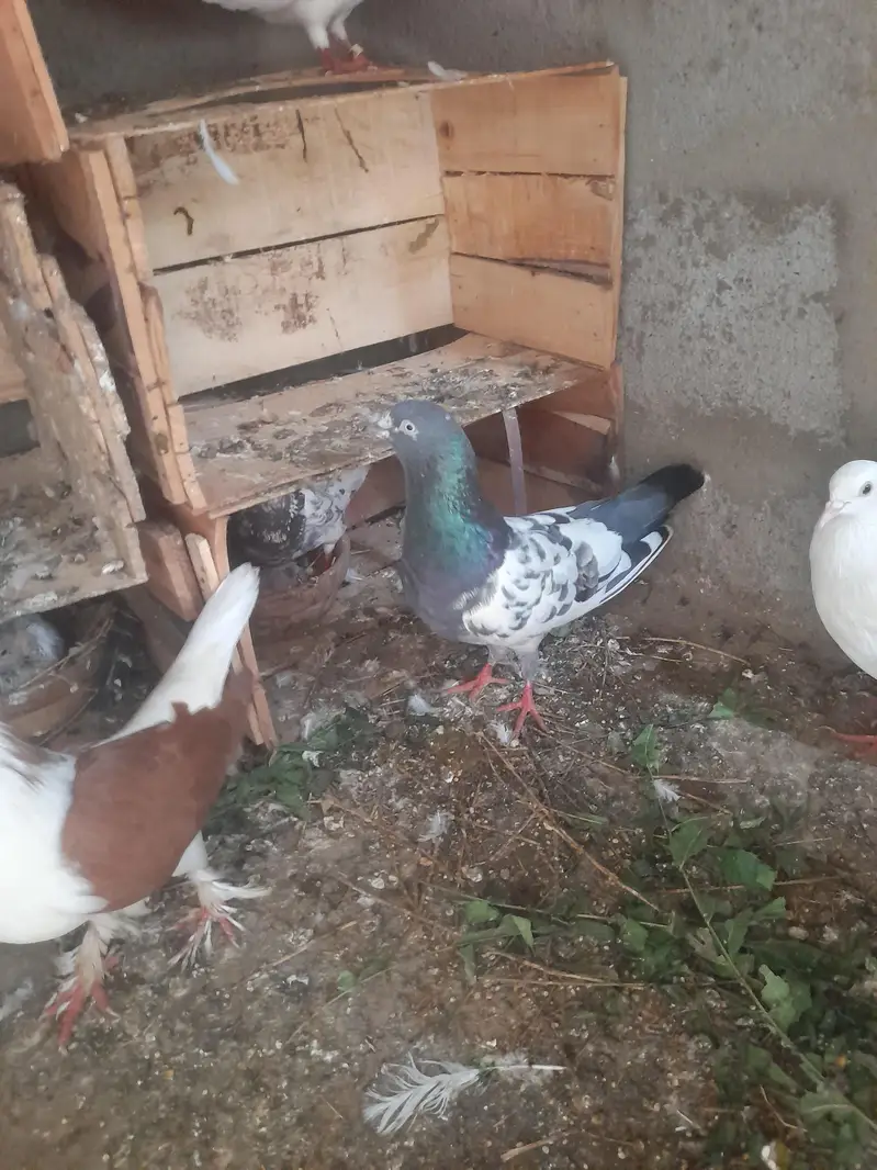 I am salling ma many pigeon WhatsApp 03193750752 — photo 3