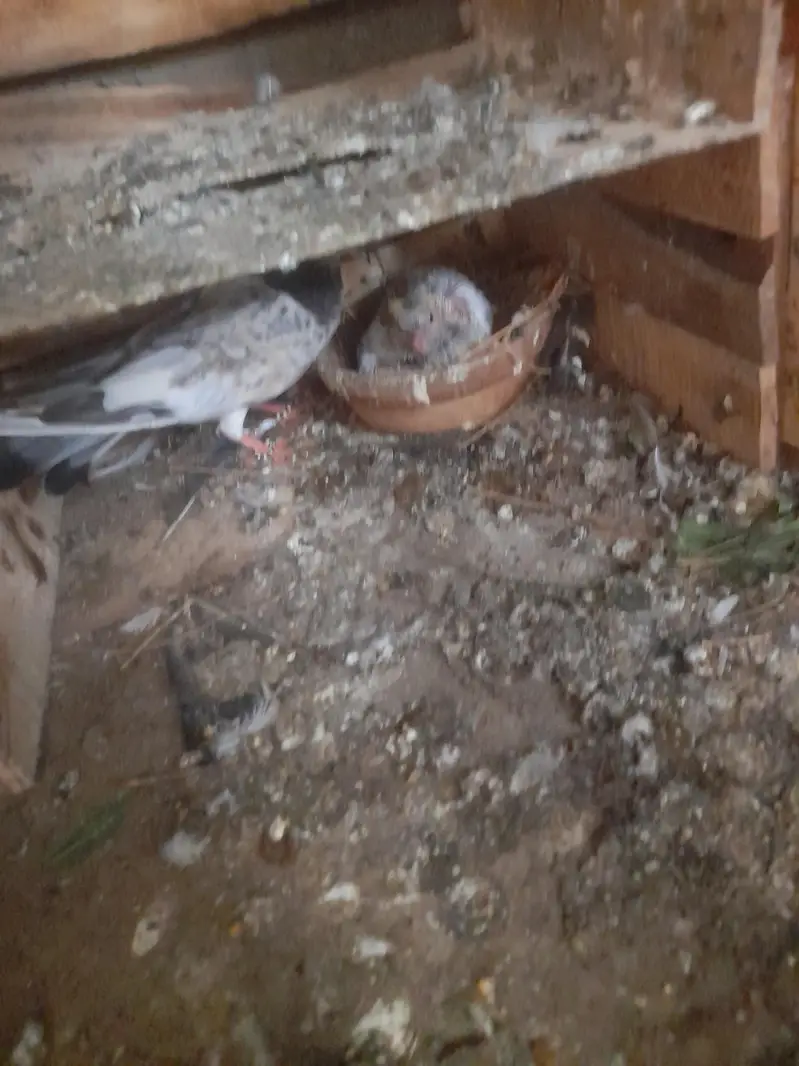 I am salling ma many pigeon WhatsApp 03193750752 — photo 4