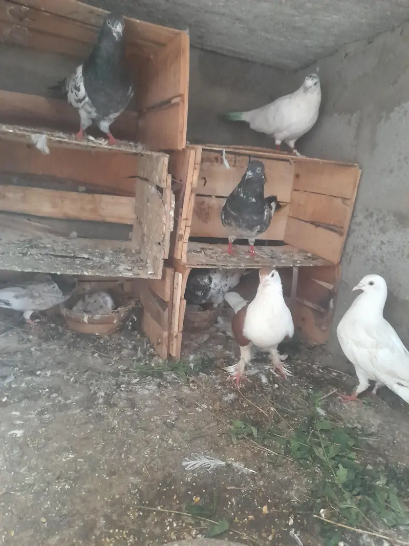 I am salling ma many pigeon WhatsApp 03193750752 — photo 5