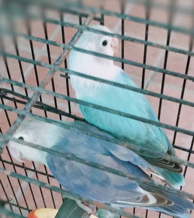 blue love bird pair very unique . . . .