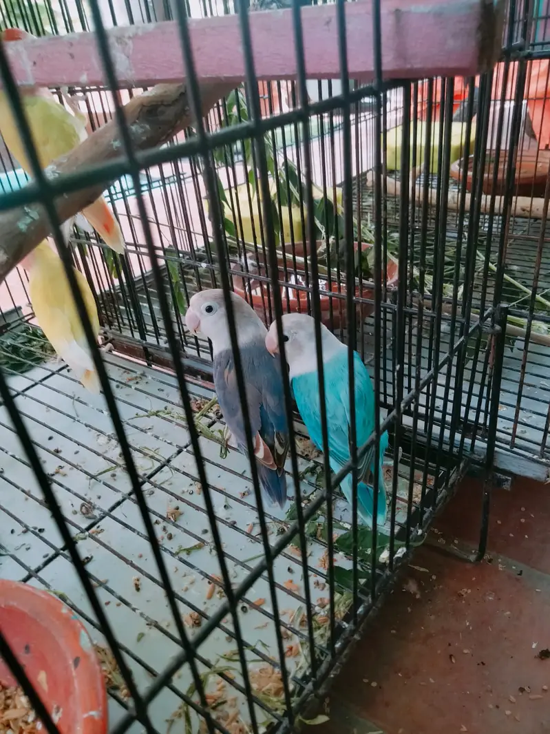 blue love bird pair very unique . . . . — photo 2