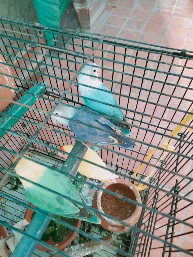 blue love bird pair very unique . . . . — photo 3