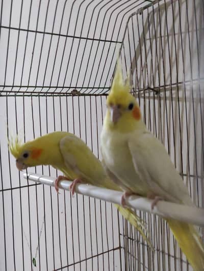 cockatiel yellow