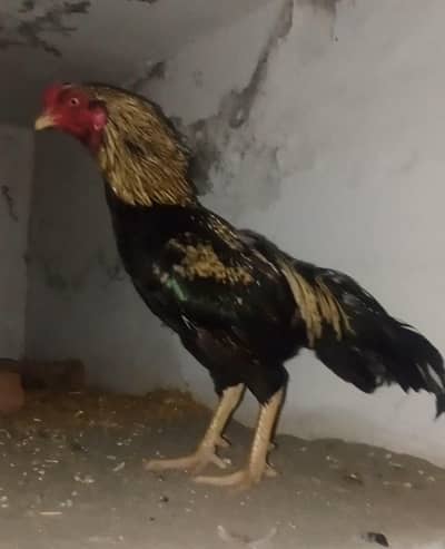 Top Quality Aseel Murgi Pair Available