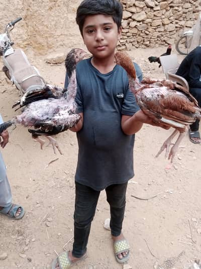 sindhi miawali mix breed