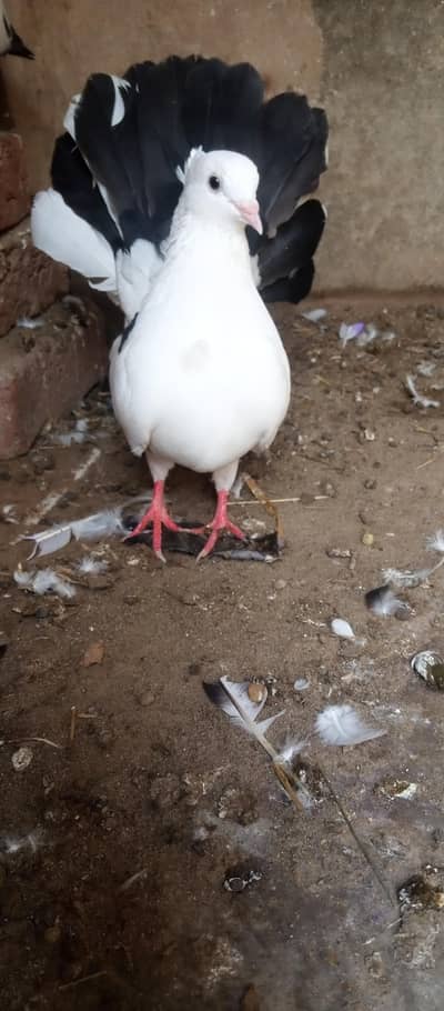 breeder laka kabootar male for sale