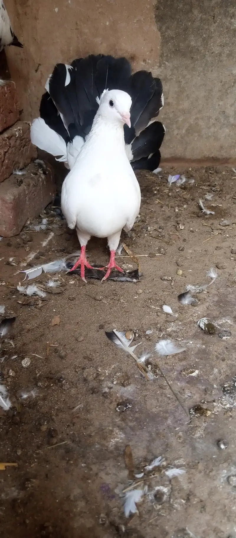 breeder laka kabootar male for sale — photo 2