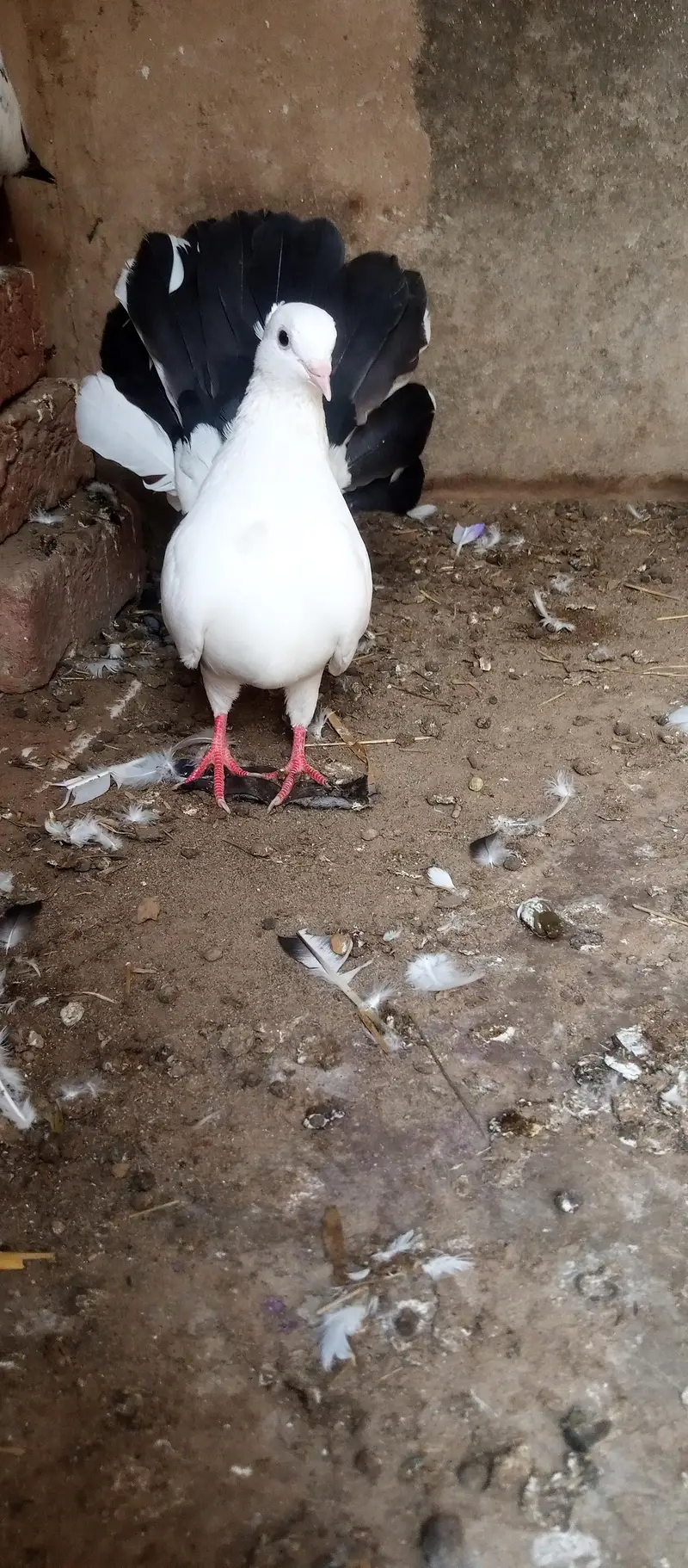 breeder laka kabootar male for sale — photo 3