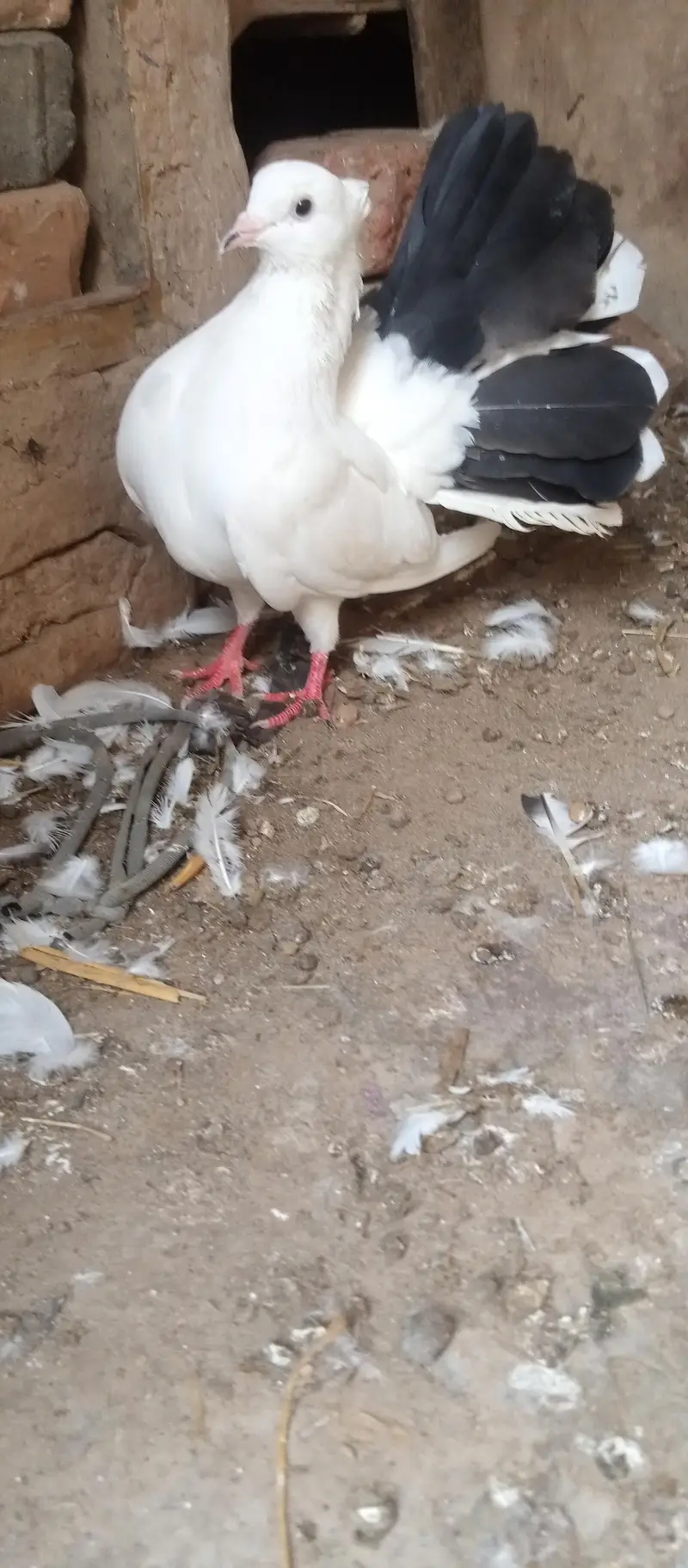 breeder laka kabootar male for sale — photo 4