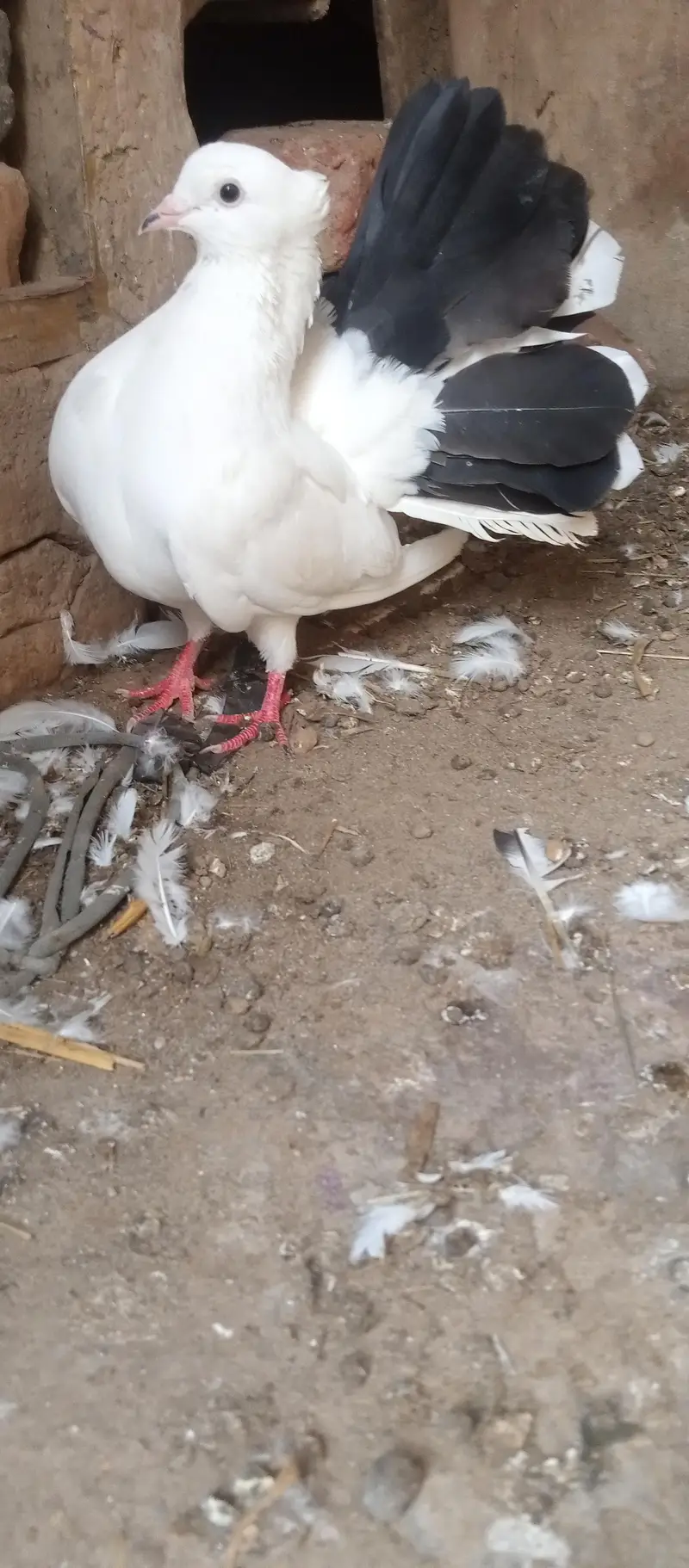 breeder laka kabootar male for sale — photo 6