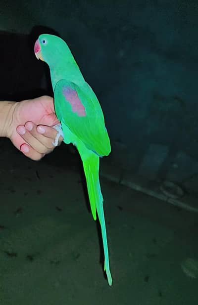 Raw parrot female