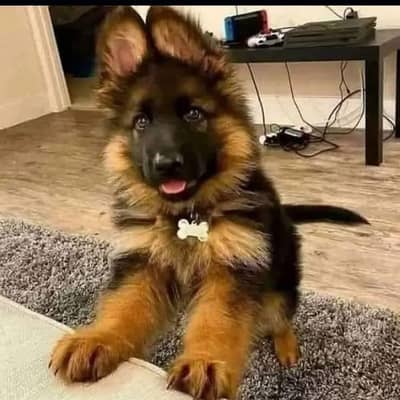 German shepherd puppie WhatsApp contact o/3/4/9/o/6/8/6/3/7/8
