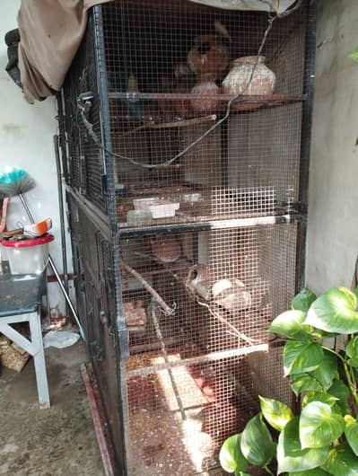 Birds cage with birds
