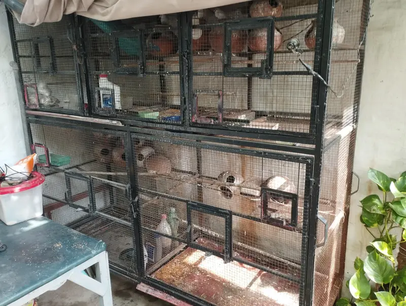 Birds cage with birds — photo 2