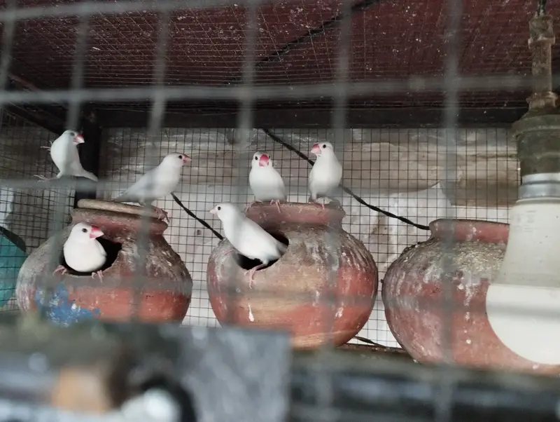Birds cage with birds — photo 3